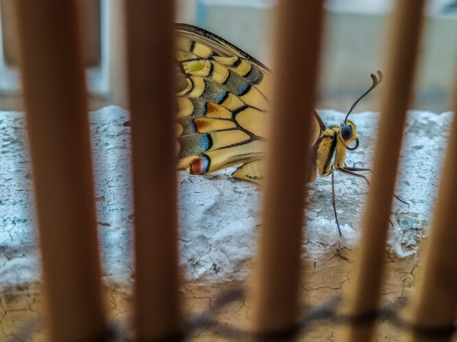 Papilio machaon no 5